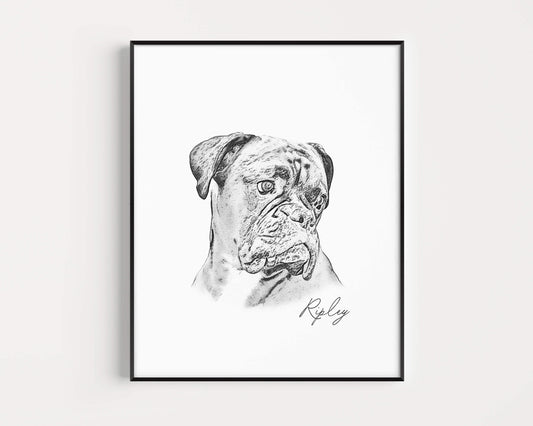 Pet Portrait
